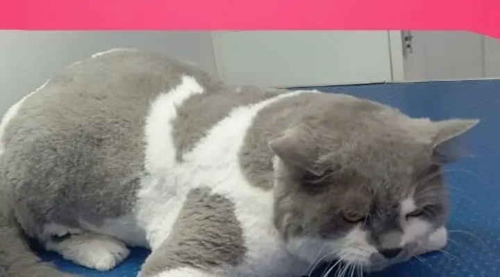 Long-haired cat, shave-down after grooming with Happy Puppy