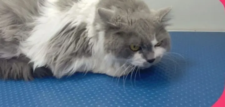 Long-haired cat, shave-down before grooming