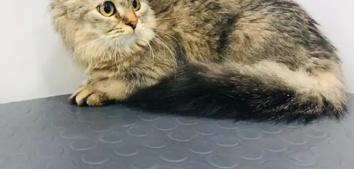 Long-haired cat, lion cut before grooming