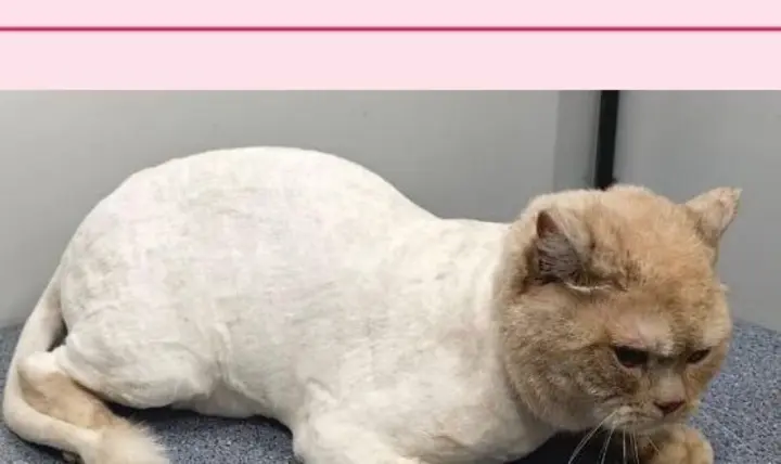 Cat, full groom after grooming with Happy Puppy