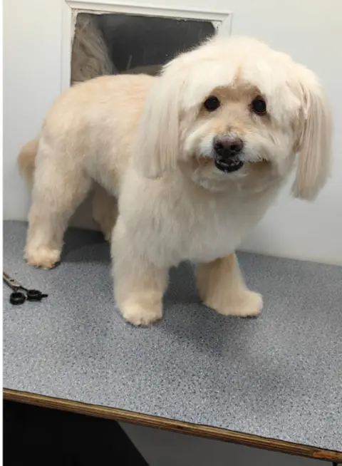 Maltese after grooming with Happy Puppy