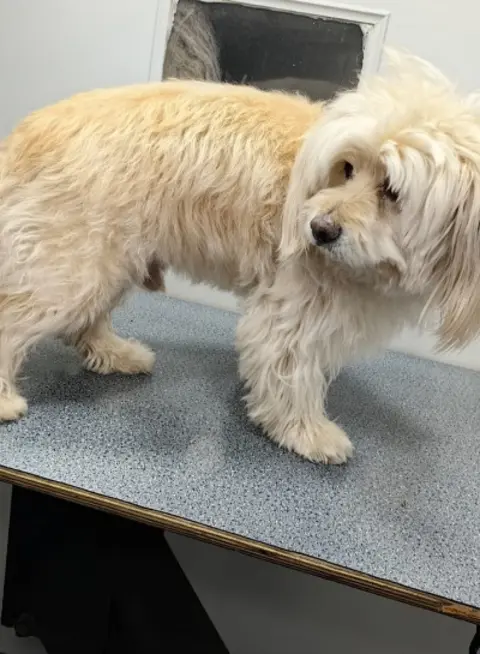 Maltese before grooming