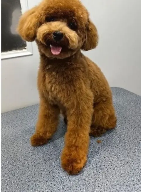 Maltipoo after grooming with Happy Puppy