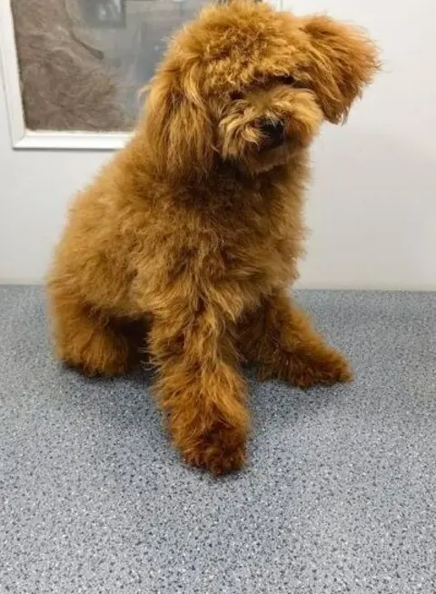 Maltipoo before grooming