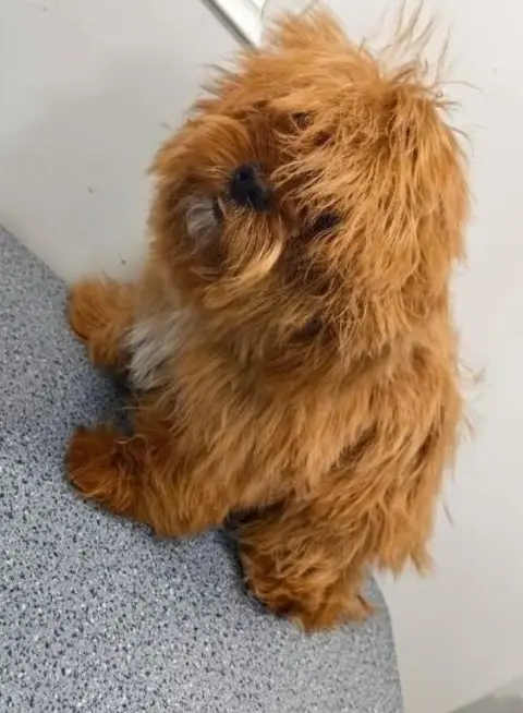 Maltipoo, first groom before grooming