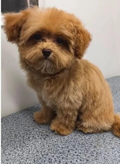 Maltipoo puppy after grooming with Happy Puppy