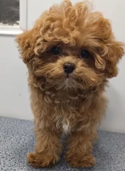 Maltipoo puppy before grooming