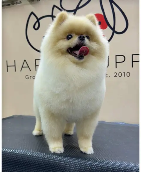 Pomeranian after grooming with Happy Puppy