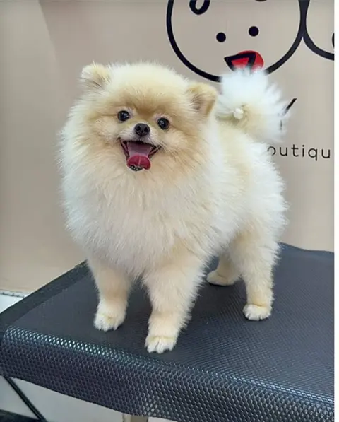 Pomeranian before grooming