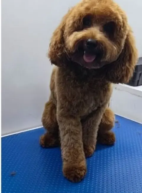 Toy poodle after grooming with Happy Puppy