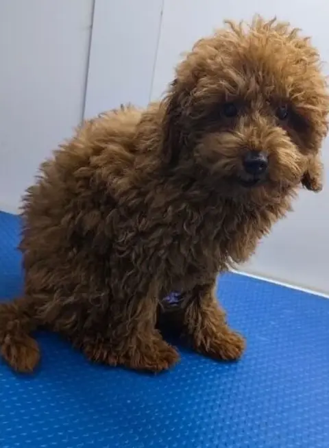Toy poodle before grooming