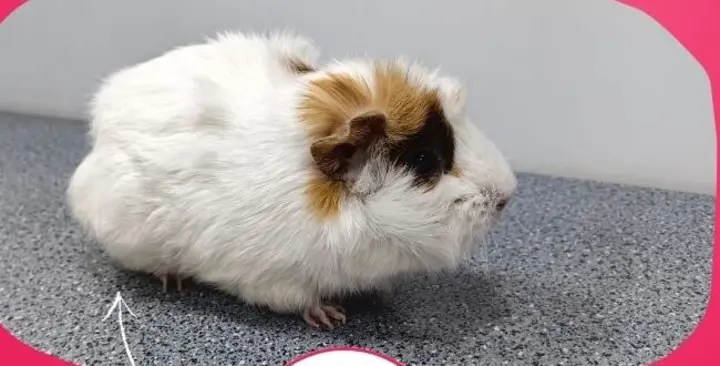 Guinea pig after grooming with Happy Puppy