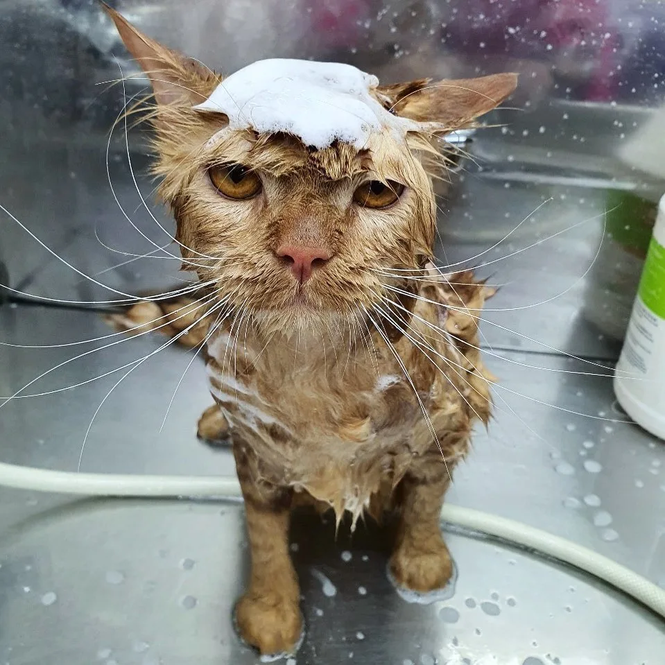Cat mid-bath with shampoo on its head during a mobile grooming session