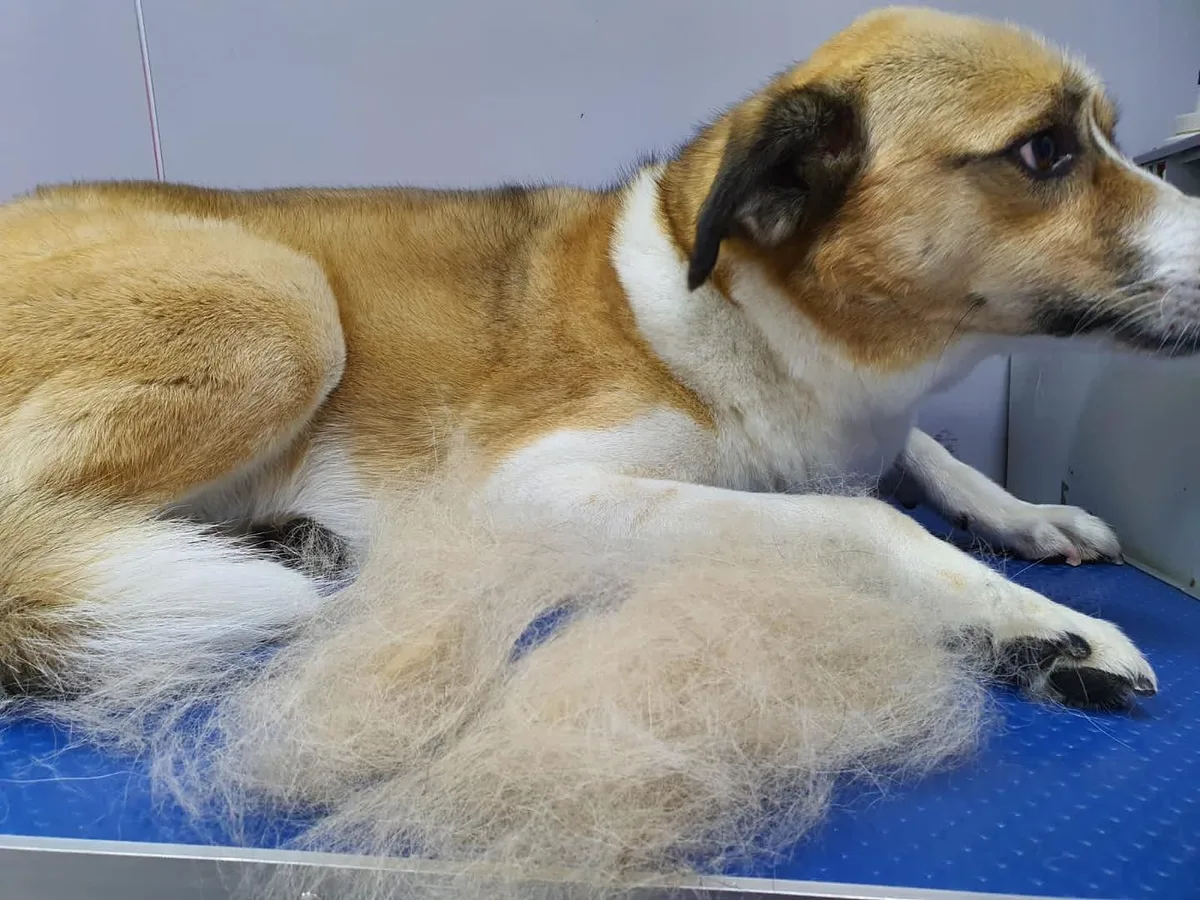 Undercoat removed from a double-coated dog during a de-shedding treatment