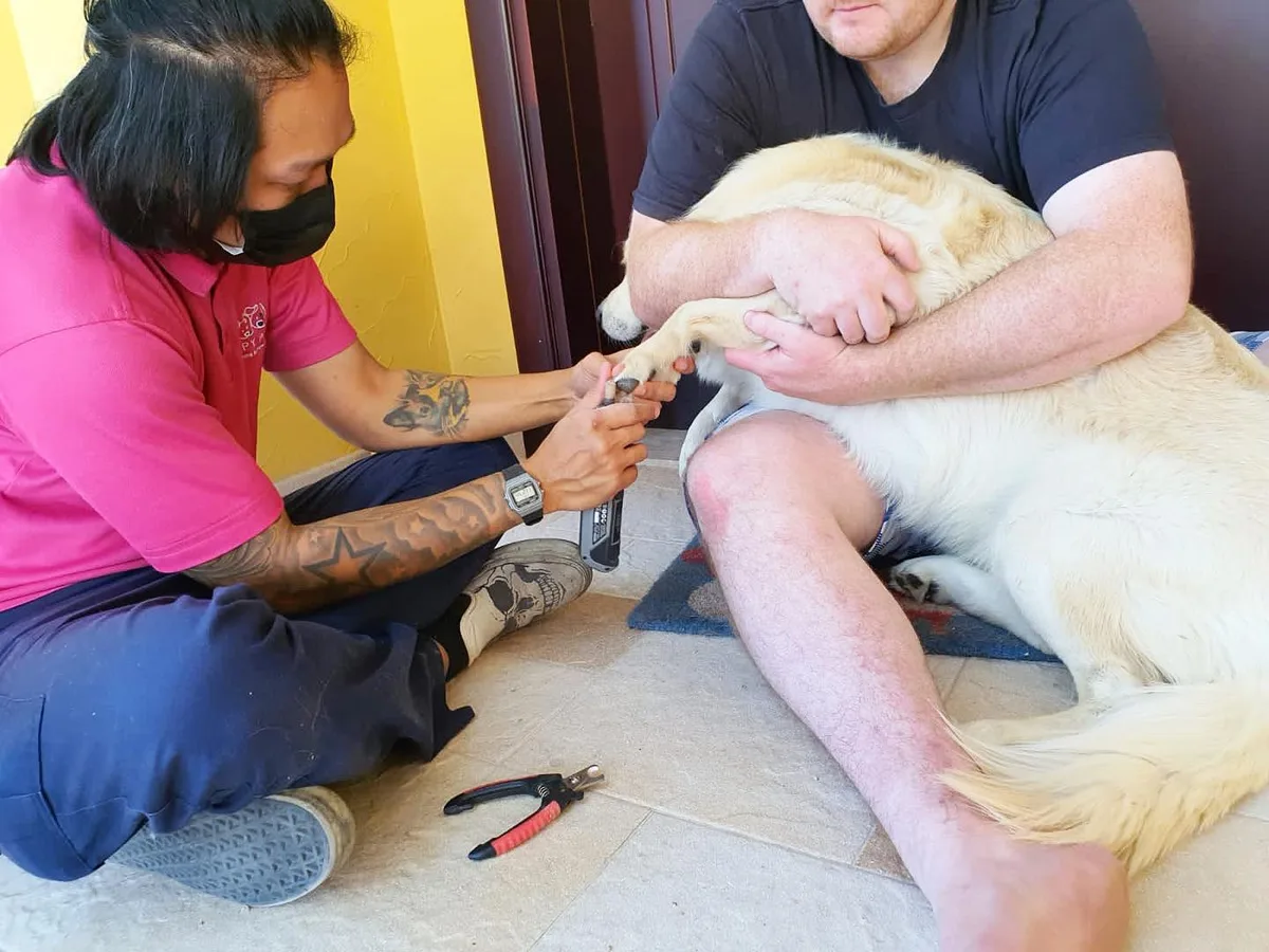 Groomer clipping a dog’s nails while it rests on its owner’s lap at home