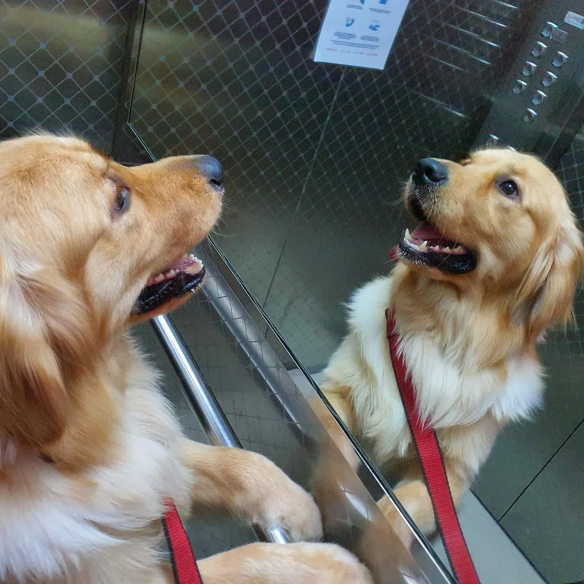 Two golden retrievers after being groomed together in Dubai
