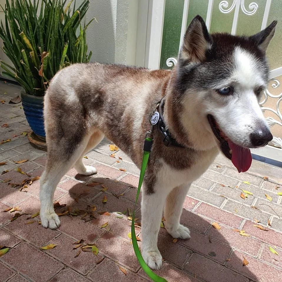 Husky after a de-shedding treatment at a villa in Dubai