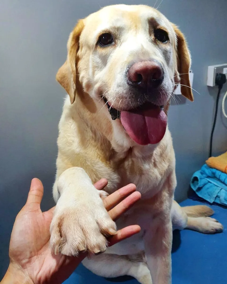 Labrador giving its paw to the groomer after a grooming session
