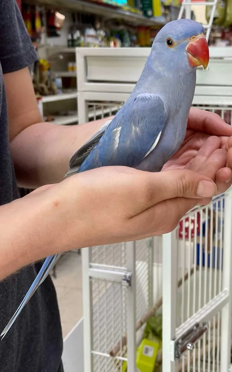 Blue parakeet resting on a groomer’s hand during a home visit in Dubai