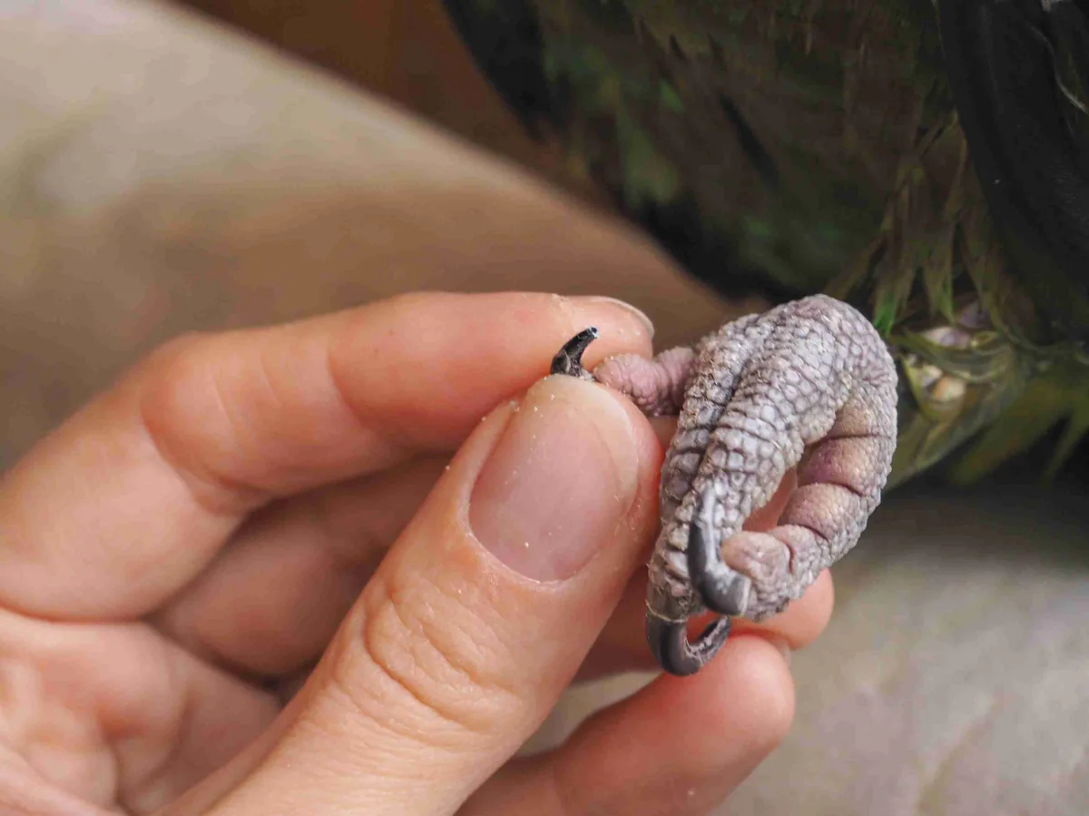 Close-up of a parrot’s claws being trimmed by a groomer