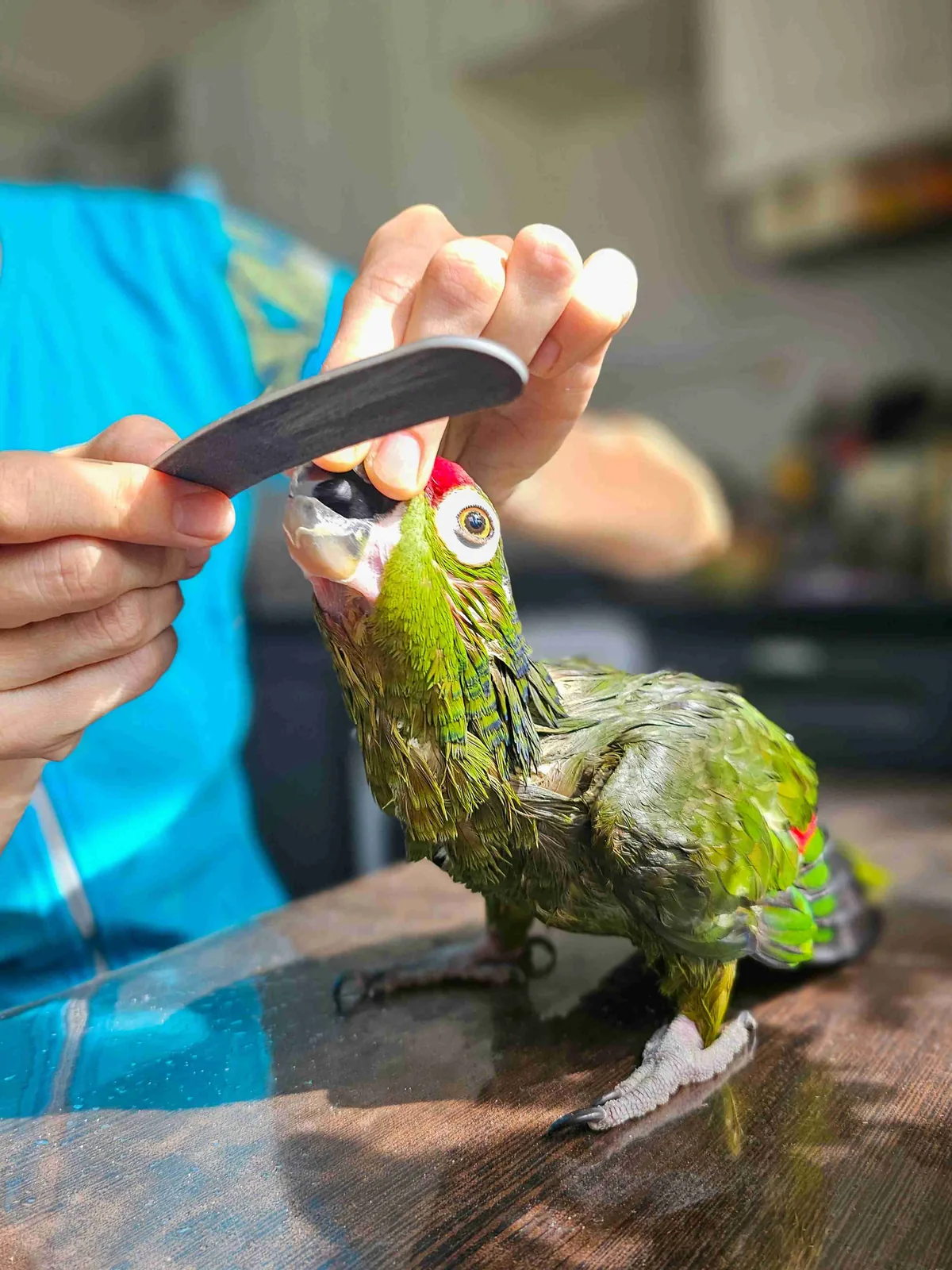Green parrot having its nails gently filed during grooming