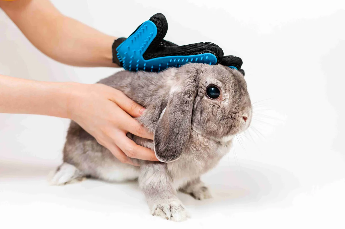 Rabbit being brushed with a grooming glove to remove loose coat