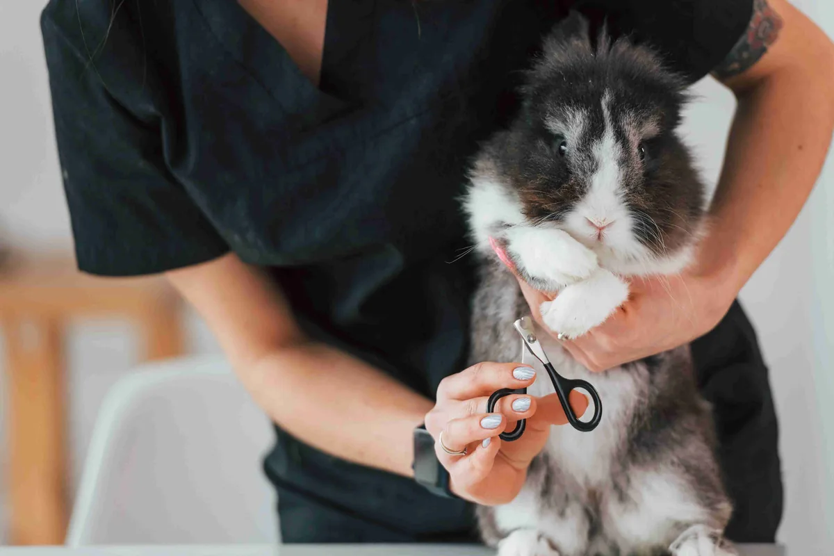 Rabbit having its nails trimmed carefully with grooming scissors