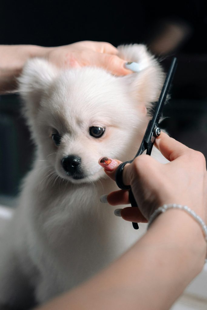 Mobile Pet Grooming Dubai