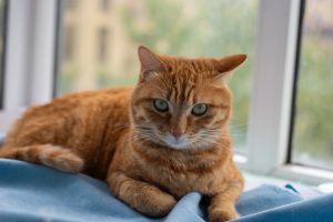10 Signs Your Cat Needs Professional Grooming